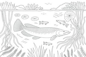 Un grande pesce arapaima con squame dettagliate che nuota in un fiume tra radici sommerse, ninfee e piccoli pesci.